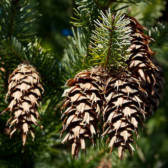 Douglas fir essential oil, NZ